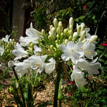 Φωτογραφία με τίτλο "Agapanthes blanches" από Michel Akli, Αυθεντικά έργα τέχνης, Ψηφιακή φωτογραφία