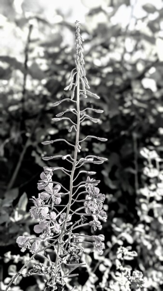 Photography titled "Do Budding Be Do" by C.R. Kunferman, Original Artwork, Digital Photography