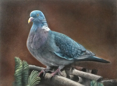 Drawing titled "Palombe" by Jean-Louis Silvestri, Original Artwork, Pastel