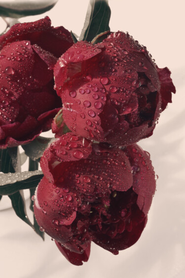 摄影 标题为“Flowerissimo_11404” 由Michael Vdovin, 原创艺术品, 数码摄影
