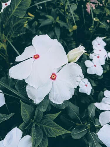 Photographie intitulée "White Flowers" par İRem Akçalı, Œuvre d'art originale, Photographie manipulée