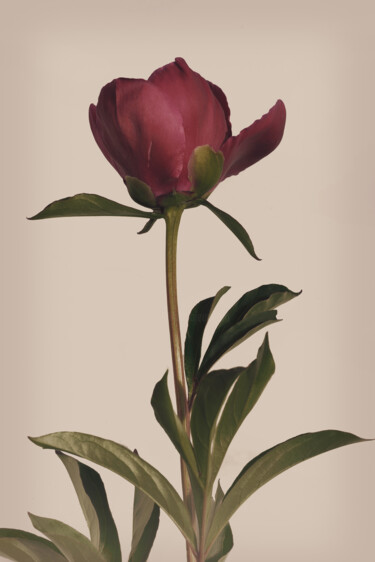 摄影 标题为“Flowerissimo_10794” 由Michael Vdovin, 原创艺术品, 数码摄影