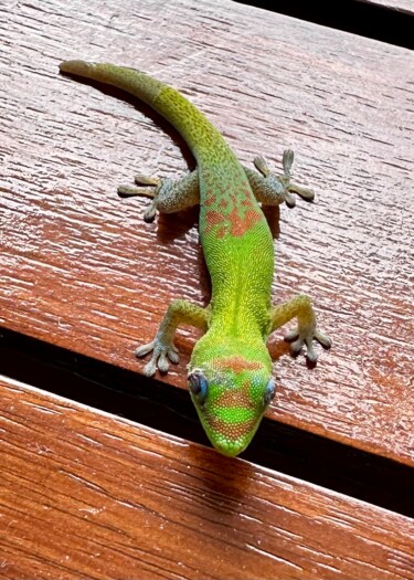 Photography titled "GECKO" by Dominique Alquier, Original Artwork, Non Manipulated Photography