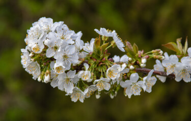Φωτογραφία με τίτλο "Spring Blossom" από Mher Gevorgyan, Αυθεντικά έργα τέχνης, Ψηφιακή φωτογραφία