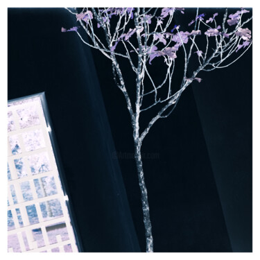 摄影 标题为“negative LXVII” 由Zheka Khalétsky, 原创艺术品, 非操纵摄影