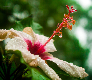 Photography titled "Flower tear" by Henrique Brito, Original Artwork, Non Manipulated Photography
