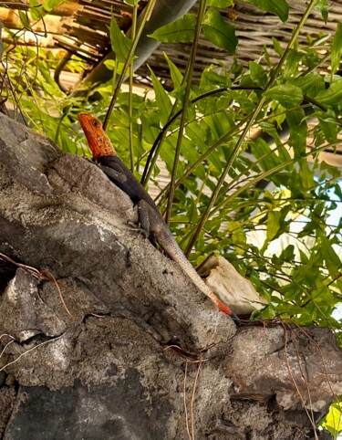 Photography titled "GECKO MADA" by Dominique Alquier, Original Artwork, Digital Photography