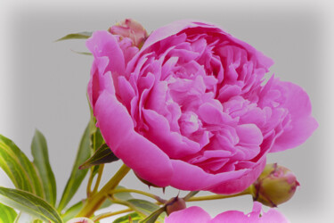 "Flowerissimo_10329" başlıklı Fotoğraf Michael Vdovin tarafından, Orijinal sanat, Dijital Fotoğrafçılık