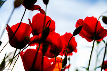 제목이 "Coquelicots en tran…"인 사진 Rosalina Vaz로, 원작, 디지털