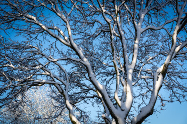Photography titled "After the Storm 2" by Gwendolyn Roth, Original Artwork, Digital Photography