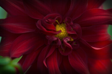 Photography titled "Flowerissimo_18953" by Michael Vdovin, Original Artwork, Digital Photography