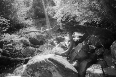 제목이 "L eau le bois la pi…"인 사진 Laetitia Laplagne로, 원작, 디지털
