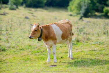 摄影 标题为“Oh la 🐄” 由Laetitia Laplagne, 原创艺术品, 数码摄影