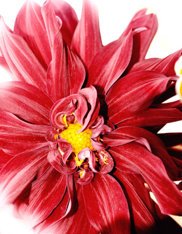 Fotografie getiteld "Flowerissimo_18940" door Michael Vdovin, Origineel Kunstwerk, Digitale fotografie