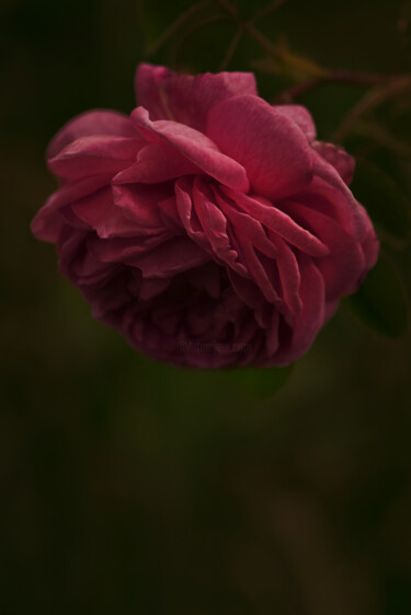 "Flowerissimo_17535" başlıklı Fotoğraf Michael Vdovin tarafından, Orijinal sanat, Dijital Fotoğrafçılık