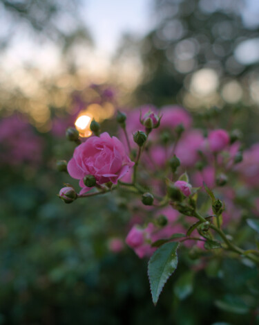 Douceur d'un soir d'été Photographie intitulée "Douceur d'un soir d…" par Stephanie Vanhullebus, Œuvre d'art originale, Photographie numérique