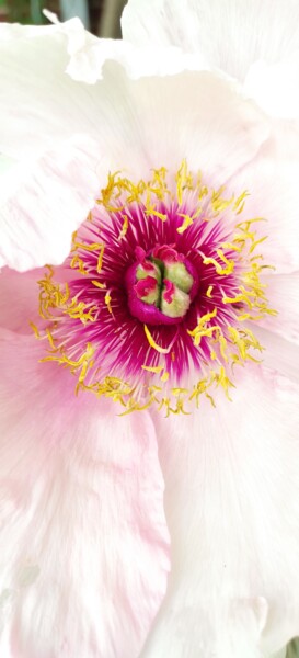 Photography titled "Peony" by Olga Ponomarenko, Original Artwork, Digital Photography
