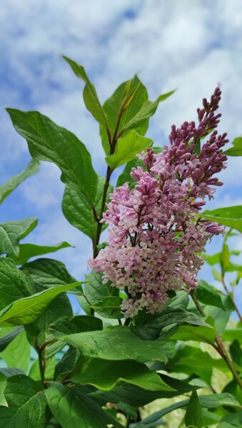 "Lilac" başlıklı Fotoğraf Olga Ponomarenko tarafından, Orijinal sanat, Dijital Fotoğrafçılık