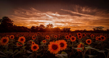 摄影 标题为“Champ de tournesols…” 由Didier Livolsi, 原创艺术品, 数码摄影