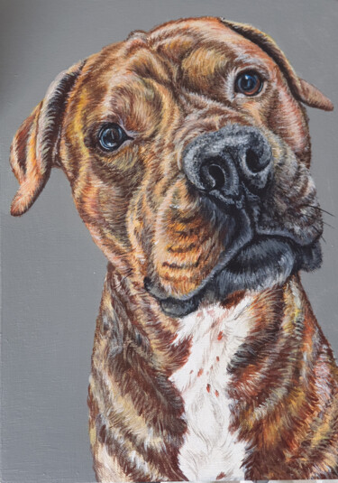 Pit Bull Terrier. Portrait of a Staffordshire terrier 绘画 标题为“Pit Bull Terrier. P…” 由Antonina Pavlic, 原创艺术品, 丙烯