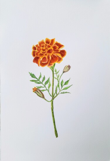watercolor marigold birth month flower Painting titled "watercolor marigold…" by Fineartderya, Original Artwork, Watercolor