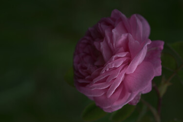 Fotografie getiteld "Flowerissimo_17537" door Michael Vdovin, Origineel Kunstwerk, Digitale fotografie