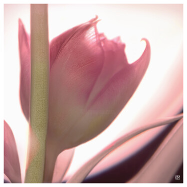 摄影 标题为“"Tulpe 3-1", (60 x…” 由Klaus B. Mikiffer, 原创艺术品, 电影摄影
