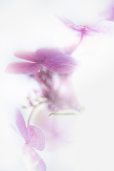 Фотография под названием "Hydrangia Pink 1" - Gijs Possel, Подлинное произведение искусства, Цифровая фотография