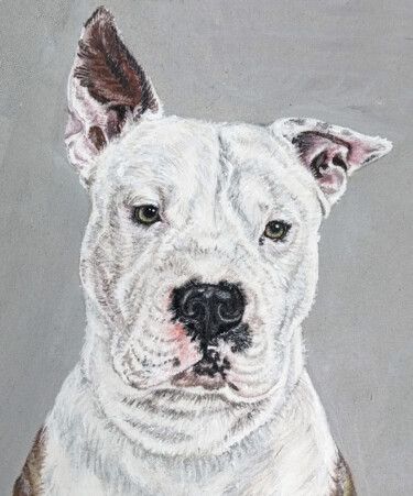 portrait of a pit bull terrier. Portrait by photo. Bull Terr 绘画 标题为“portrait of a pit b…” 由Antonina Pavlic, 原创艺术品, 丙烯