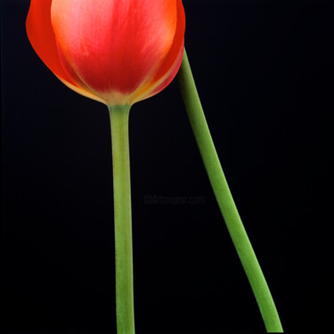 Fotografia intitolato "FLEUR 6" da Bernard Jaubert, Opera d'arte originale, Fotografia digitale
