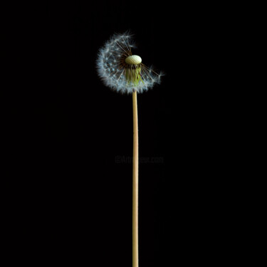 Photography titled "FLEUR 16" by Bernard Jaubert, Original Artwork, Digital Photography