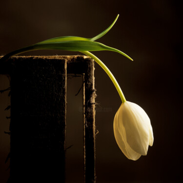 Photography titled "FLEUR 18" by Bernard Jaubert, Original Artwork, Digital Photography
