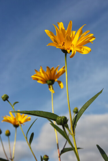 fleures jaune