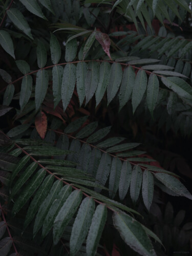 摄影 标题为“Dark Leaves In The…” 由Michael Lomiya, 原创艺术品, 电影摄影