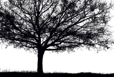 "MC3" başlıklı Fotoğraf Sophie Agogué tarafından, Orijinal sanat, Dijital Fotoğrafçılık