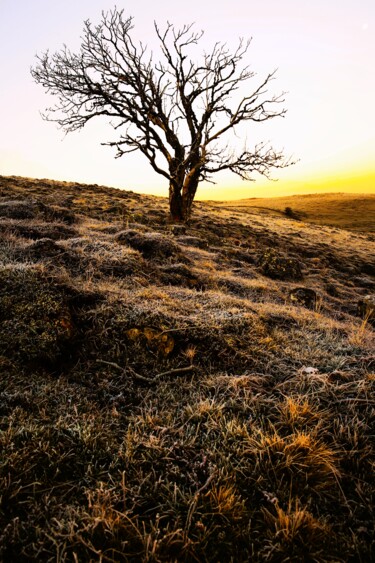 Fotografia zatytułowany „AUBRAC FOUR” autorstwa Patrick Hesnard, Oryginalna praca, Fotografia cyfrowa
