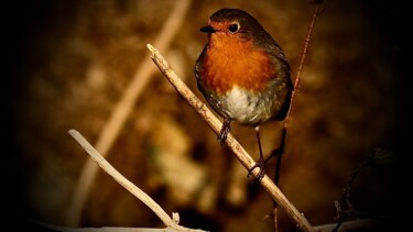 Photographie intitulée "Robin is visiting" par Andrea Gruber, Œuvre d'art originale, Photographie numérique