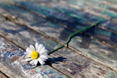 Фотография под названием "Solitary Daisy" - Paola Ionfrida, Подлинное произведение искусства, Цифровая фотография