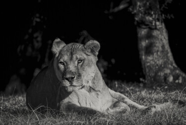 Photographie intitulée "Lionne (Piezography)" par Lionel Le Jeune, Œuvre d'art originale, Photographie numérique