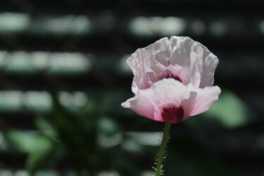"Purple Poppy" başlıklı Fotoğraf Shaina Schapiro tarafından, Orijinal sanat, Dijital Fotoğrafçılık