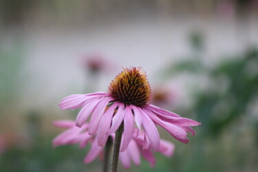 "Purple Coneflower" başlıklı Fotoğraf Shaina Schapiro tarafından, Orijinal sanat, Dijital Fotoğrafçılık