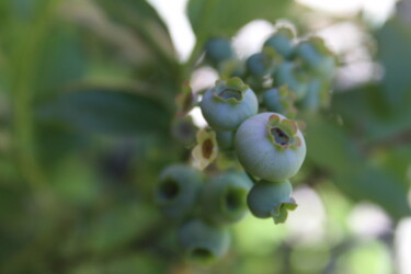 Photography titled "Blueberries" by Shaina Schapiro, Original Artwork, Digital Photography