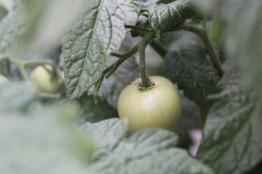 摄影 标题为“Growing Tomatoes” 由Shaina Schapiro, 原创艺术品, 数码摄影