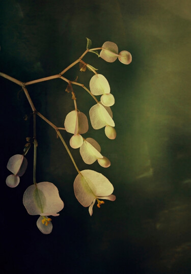 Fragility.