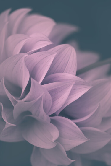 Photography titled "Flowerissimo_16905" by Michael Vdovin, Original Artwork, Digital Photography