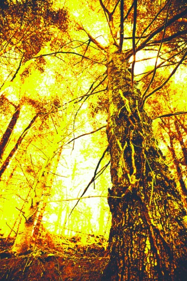 Photography titled "MARAIS DU CASSAN SE…" by Patrick Hesnard, Original Artwork, Digital Photography