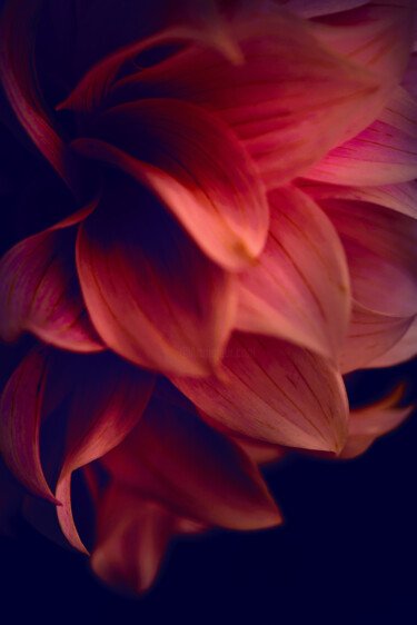 Fotografia intitulada "Flowerissimo_16982" por Michael Vdovin, Obras de arte originais, Fotografia digital