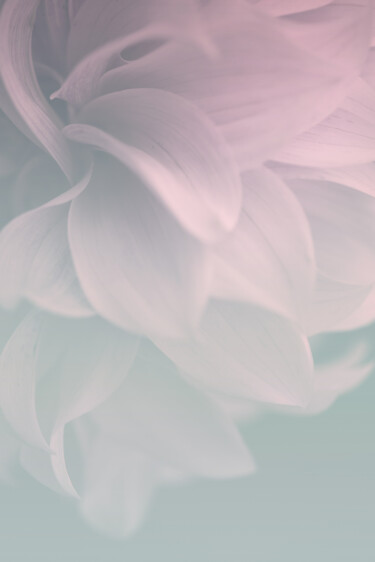 摄影 标题为“Flowerissimo_16985” 由Michael Vdovin, 原创艺术品, 数码摄影
