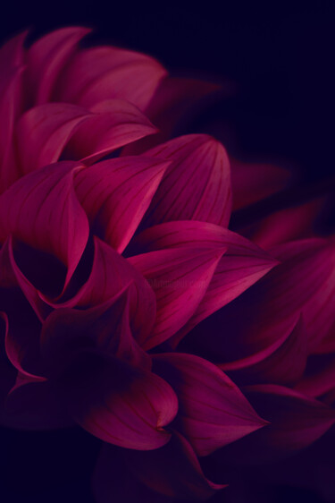 "Flowerissimo_16906" başlıklı Fotoğraf Michael Vdovin tarafından, Orijinal sanat, Dijital Fotoğrafçılık