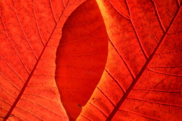 Photographie intitulée "Automne 1" par Sylvie Chapuis, Œuvre d'art originale, Photographie non manipulée